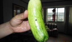 热门大瓜莫里秀 吃瓜是什么意思,莫里秀引领的网络热词现象